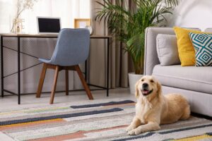 Pet-friendly-flooring-Marshallville-OH